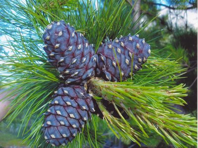 Siberian Pine