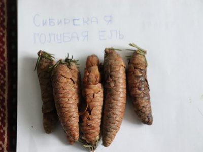 Siberian Spruce