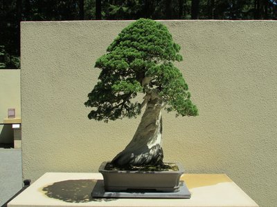 Sierra Juniper