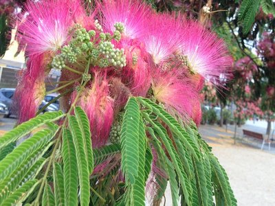 Silk Tree