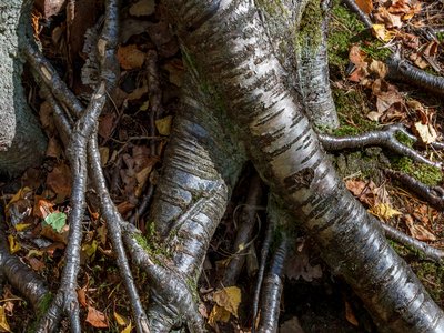 Silver Birch