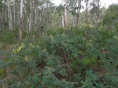 Silver Wattle