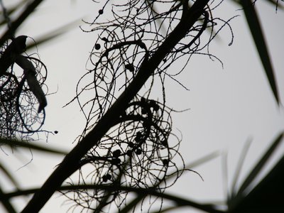 Silvertop Palmetto