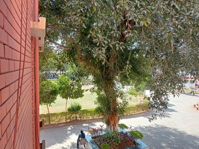 Simul Tree