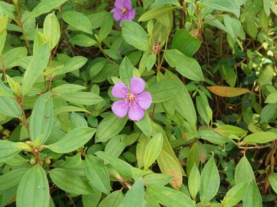Singapore Rhododendron