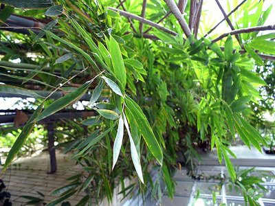 Slender Bamboo
