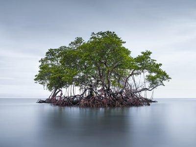 Small Mangrove