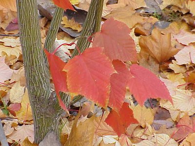 Snake Bark Maple
