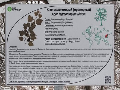 Snakebark Maple