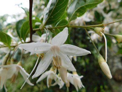 Snowbell Tree