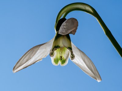 Snowdrop