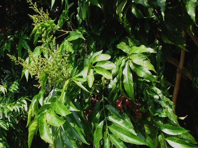 Soapberry