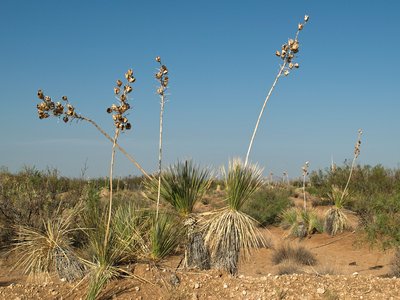 Soaptree Yucca