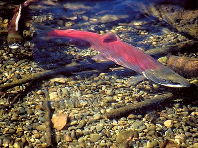 Sockeye Cedar