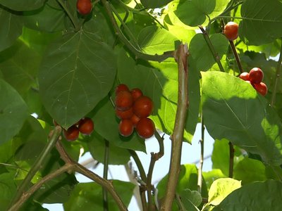Solanum tree