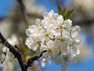 Sour Cherry