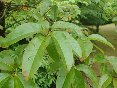 Sourwood
