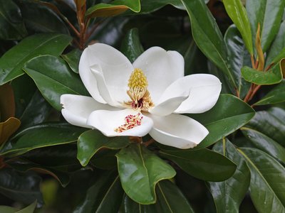 Southern Magnolia