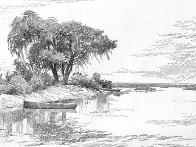 Southern Oak