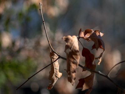 Southern Red Oak