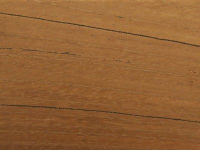 Spanish Cedar