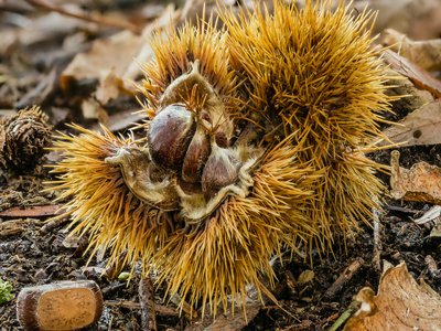 Spanish Chestnut