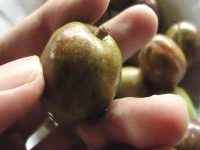 Spanish Plum