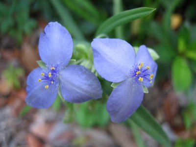 Spiderwort
