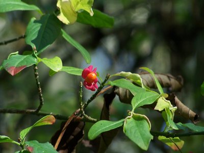 Spindle Tree