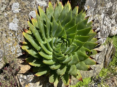 Spiral Aloe
