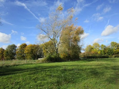 Splash Poplar
