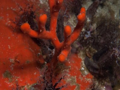 Sponge Tree