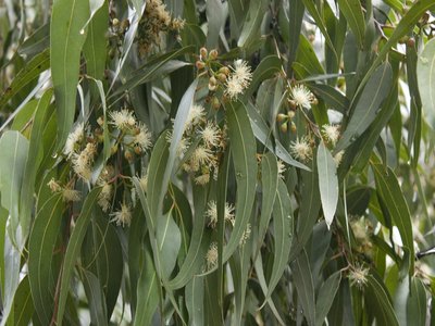 Spotted Eucalyptus