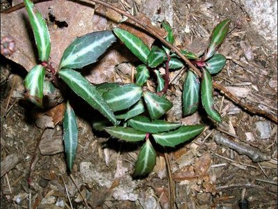 Spotted Wintergreen