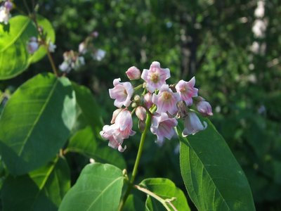 Spreading Dogbane