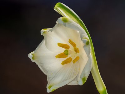 Spring Snowflake