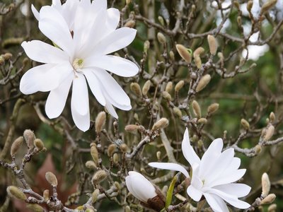 Star Magnolia
