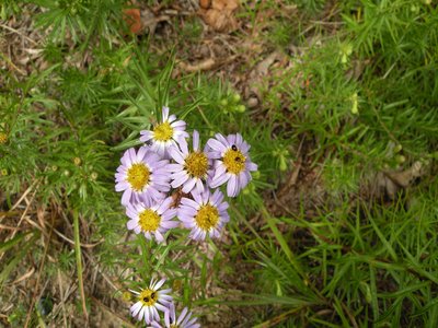 Stiff Aster