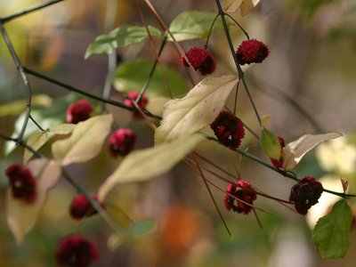 Strawberry Bush