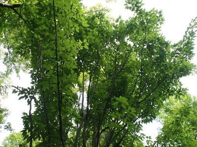 Stripebark Maple