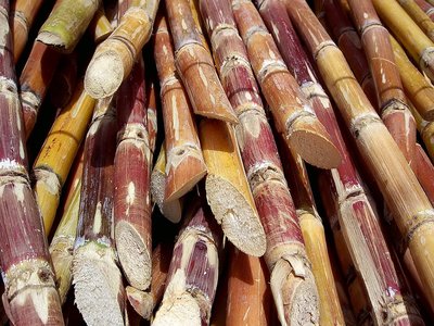 Sugar Cane