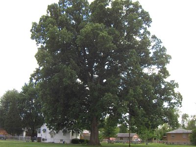 Swamp Chestnut Oak