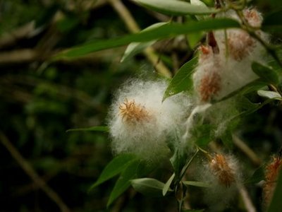 Swamp Cottonwood
