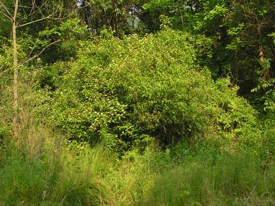Swamp Dogwood