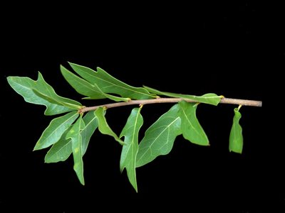 Swamp Laurel Oak