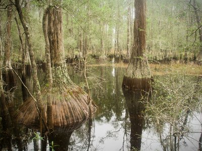 Swamp Tupelo
