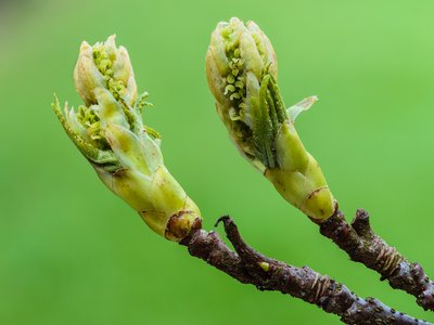 Sweet Gum