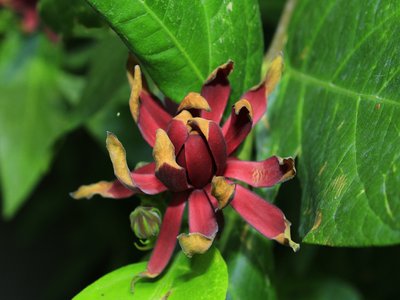 Sweetshrub