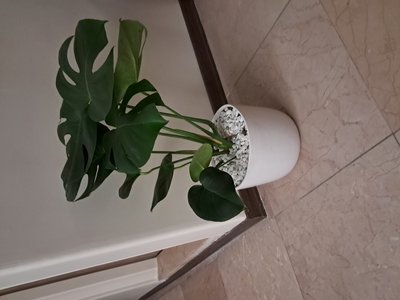 Swiss Cheese Plant