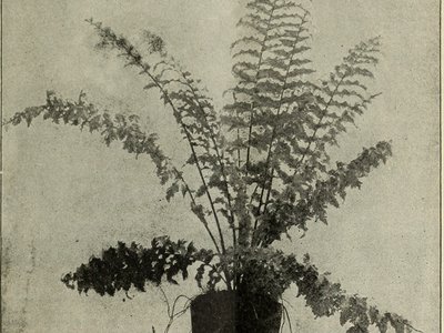 Sword Fern Tree